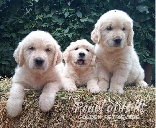 Arany retriever – Gyönyörű kölykök - 1/12
