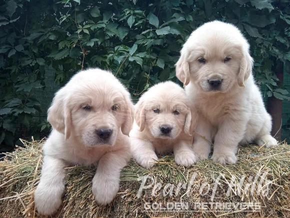 Arany retriever – Gyönyörű kölykök - 2/12