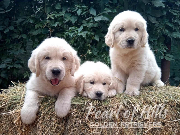 Arany retriever – Gyönyörű kölykök - 4/12