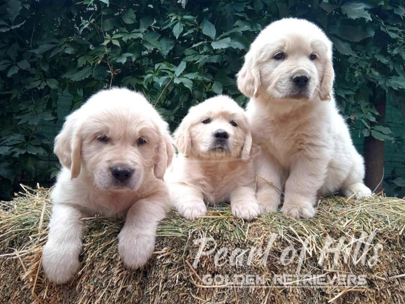 Arany retriever – Gyönyörű kölykök - 5/12