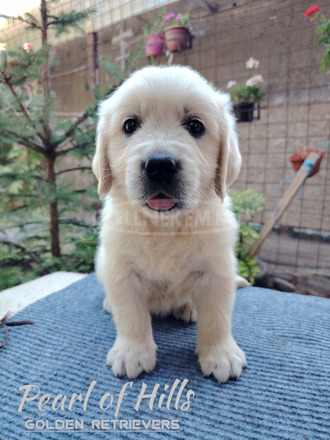 Arany retriever – Gyönyörű kölykök - 9/12