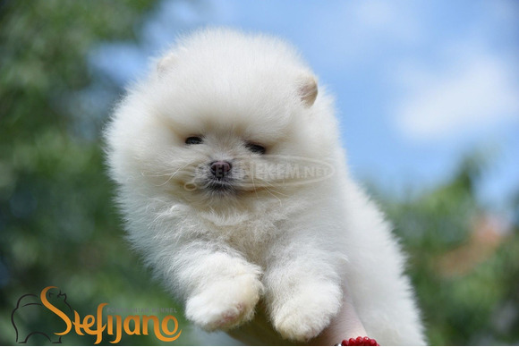 Pomerániai BOO kölykök - 1/8