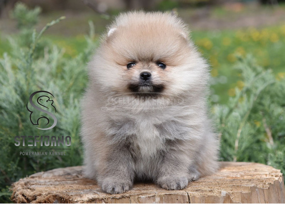 Pomerániai BOO kölykök - 2/8
