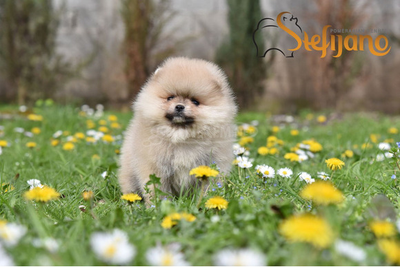 Pomerániai BOO kölykök - 3/8