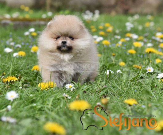 Pomerániai BOO kölykök - 4/8