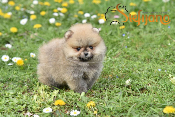 Pomerániai BOO kölykök - 5/8