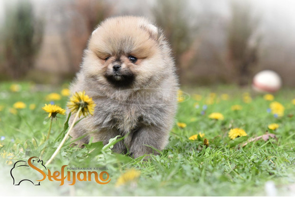 Pomerániai BOO kölykök - 6/8
