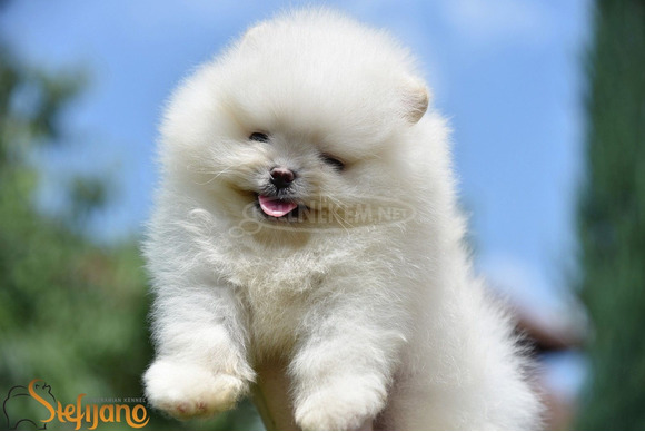 Pomerániai BOO kölykök - 7/8