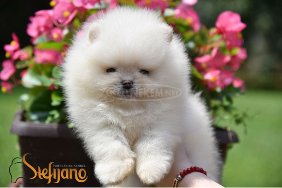 Pomerániai BOO kölykök - 8/8