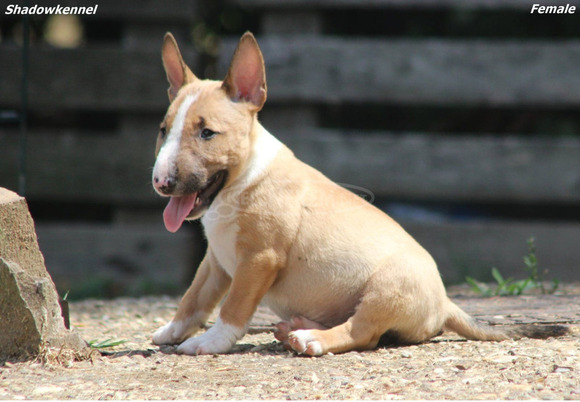 Mini bullterrier – gyönyörű kiskutyák - 1/12