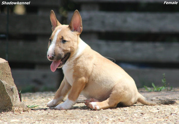 Mini bullterrier – gyönyörű kiskutyák