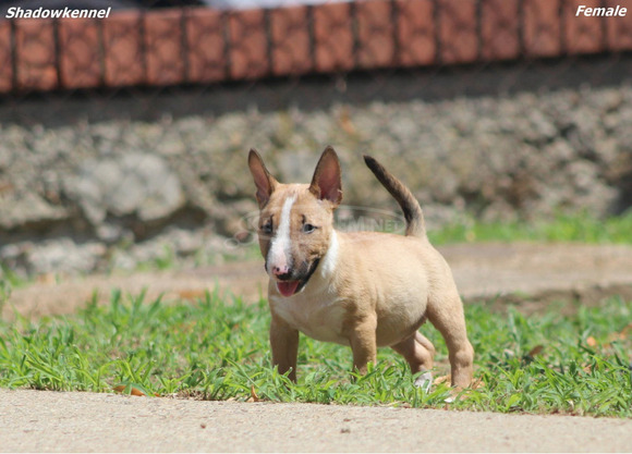 Mini bullterrier – gyönyörű kiskutyák - 2/12