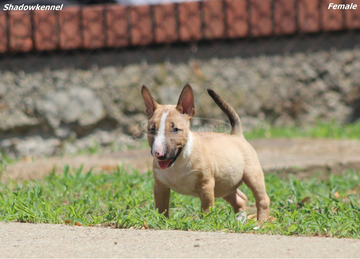 Mini bullterrier – gyönyörű kiskutyák
