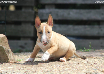 Mini bullterrier – gyönyörű kiskutyák