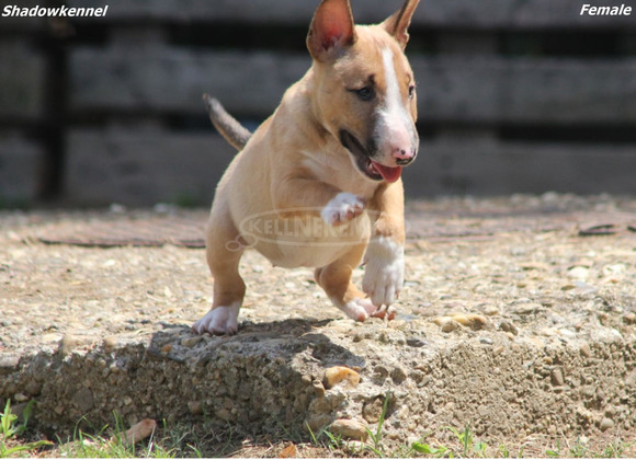 Mini bullterrier – gyönyörű kiskutyák - 4/12