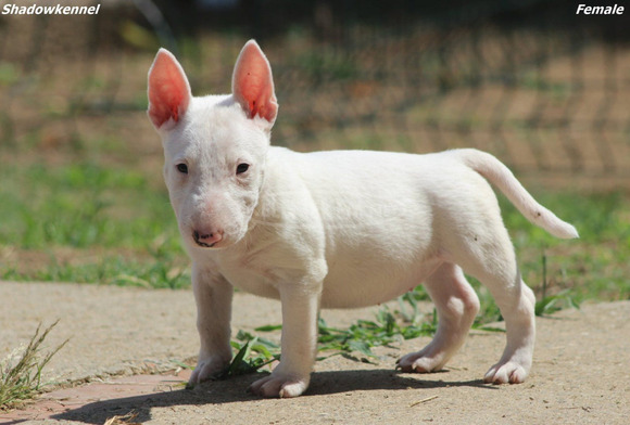 Mini bullterrier – gyönyörű kiskutyák - 5/12