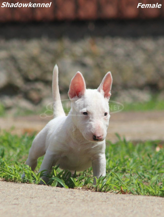 Mini bullterrier – gyönyörű kiskutyák - 6/12