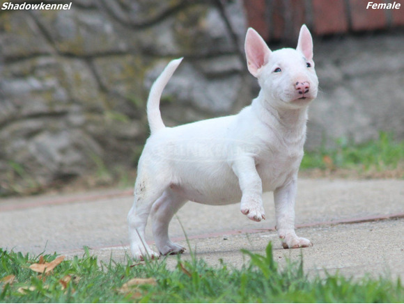 Mini bullterrier – gyönyörű kiskutyák - 7/12