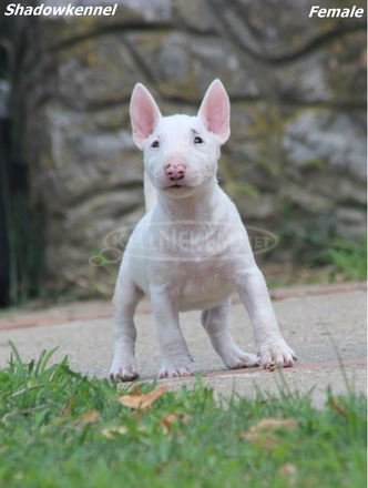 Mini bullterrier – gyönyörű kiskutyák - 8/12