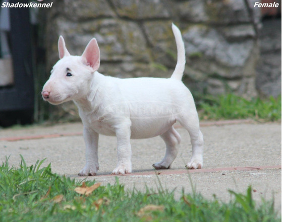 Mini bullterrier – gyönyörű kiskutyák - 9/12