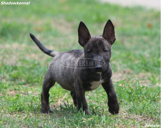 Mini bullterrier – gyönyörű kiskutyák - 10/12