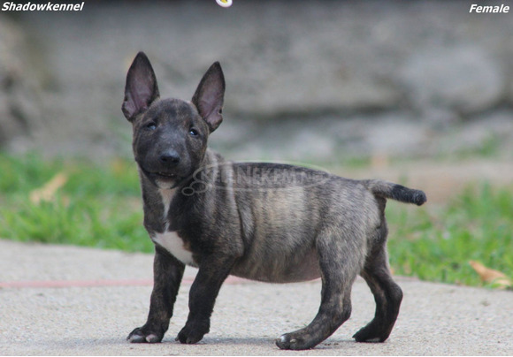 Mini bullterrier – gyönyörű kiskutyák - 11/12