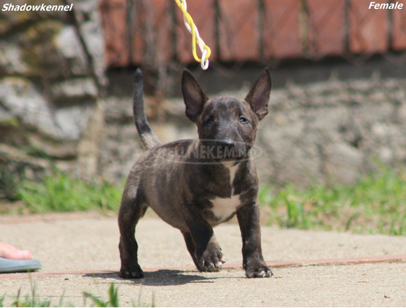 Mini bullterrier – gyönyörű kiskutyák - 12/12