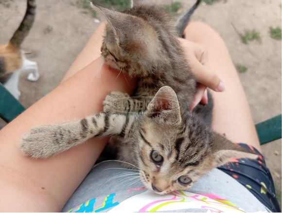 Örökbefogadható kiscicák - 4/5