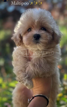 Maltipoo kölykök kiváló genetikával - 1/7