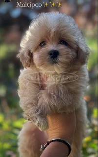 Maltipoo kölykök kiváló genetikával