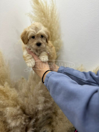 Maltipoo kölykök kiváló genetikával - 2/7