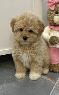 Maltipoo kölykök kiváló genetikával