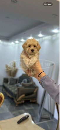 Maltipoo kölykök kiváló genetikával - 4/7