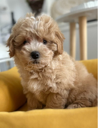 Maltipoo kölykök kiváló genetikával - 6/7