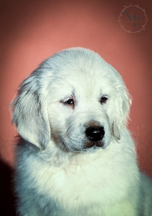 Arany Retriever Gyönyörű Kölykök - 1/5