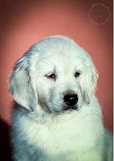 Arany Retriever Gyönyörű Kölykök