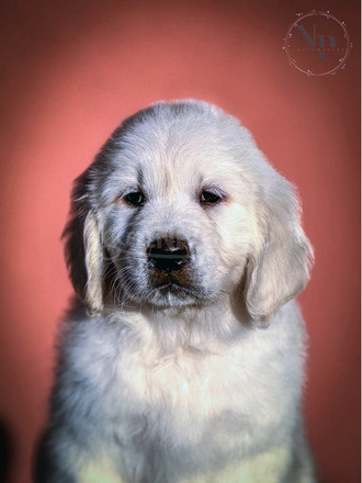 Arany Retriever Gyönyörű Kölykök - 2/5