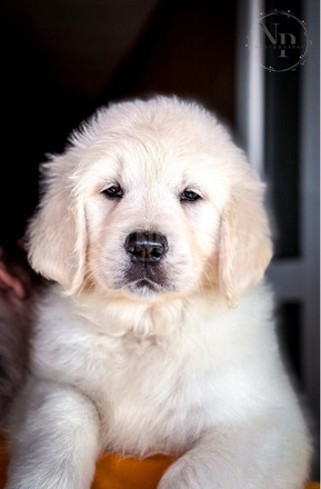 Arany Retriever Gyönyörű Kölykök - 4/5
