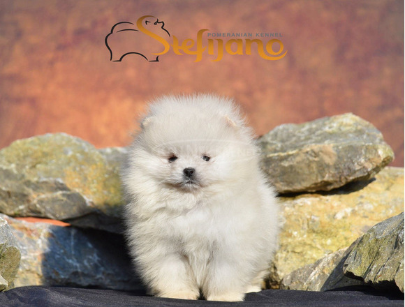 Pomerániai BOO kölykök - 2/6