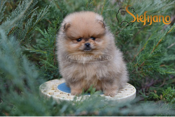 Pomerániai BOO kölykök