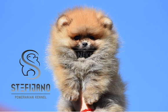 Pomerániai BOO kölykök - 4/6