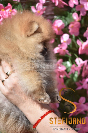 Pomerániai BOO kölykök - 6/6