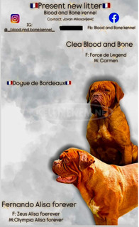 Dogue de Bordeaux kölykök Dogue de Bordeaux kölykök
