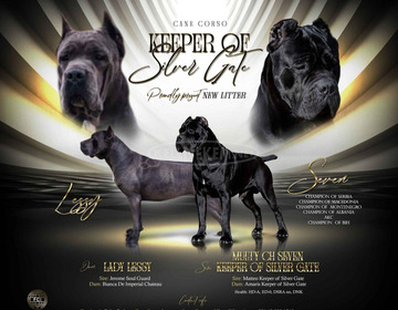 Cane Corso gyönyörű kiskutyák