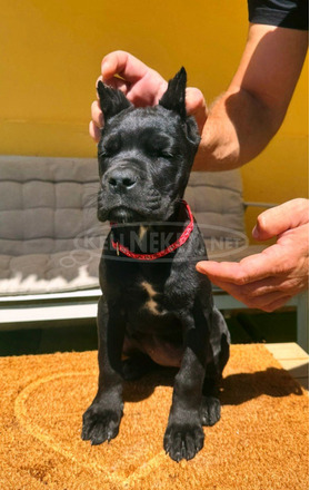 Cane Corso gyönyörű kiskutyák - 2/12