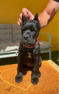 Cane Corso gyönyörű kiskutyák