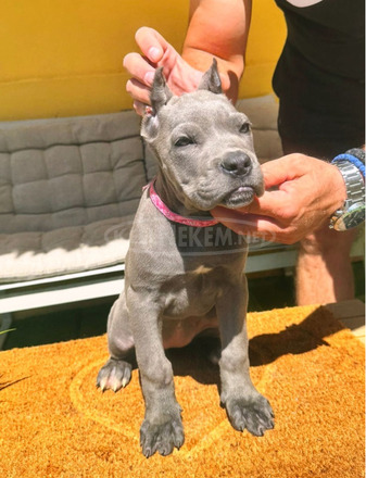 Cane Corso gyönyörű kiskutyák - 4/12