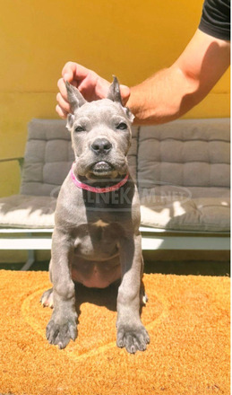 Cane Corso gyönyörű kiskutyák - 5/12