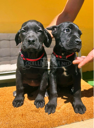 Cane Corso gyönyörű kiskutyák - 6/12