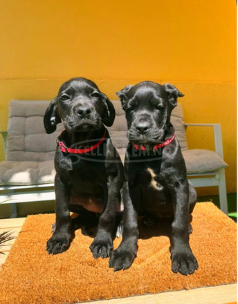 Cane Corso gyönyörű kiskutyák - 7/12